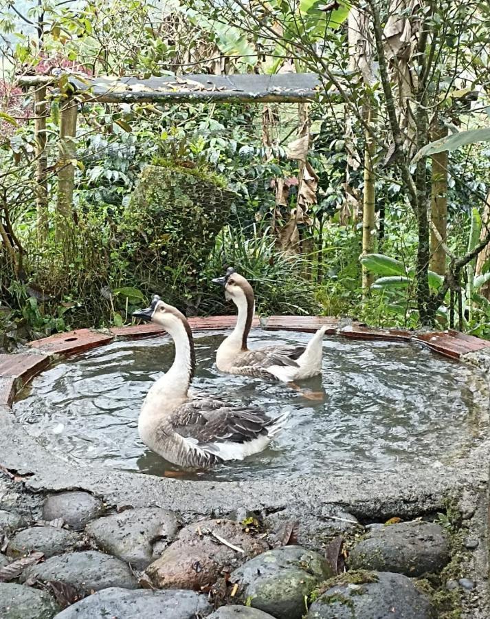 Hostal Campestre El Santuario Filandia Bagian luar foto